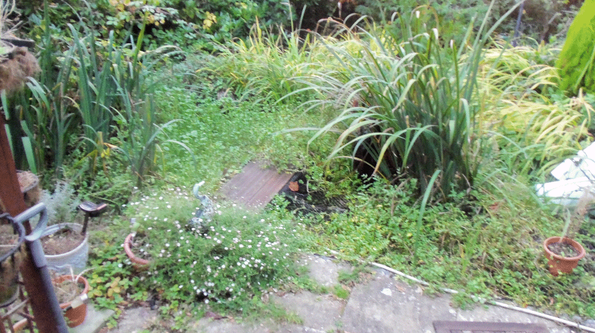 Robin & June's garden