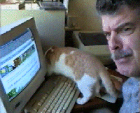 Lovelock cats in Sunninghill