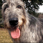 Dick was woken by an Irish Wolf Hound