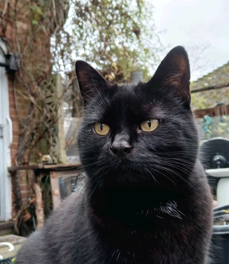 Tody the pussy cat is Tody Lovelock :-)