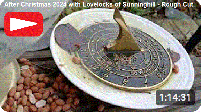 After Christmas 2024 Photo Trails