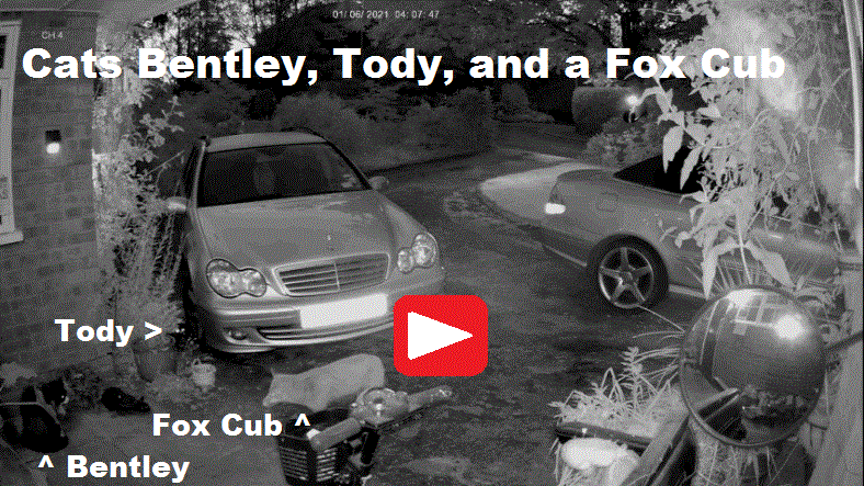 Cats Bentley, Tody, and a Fox Cub in Sunninghill