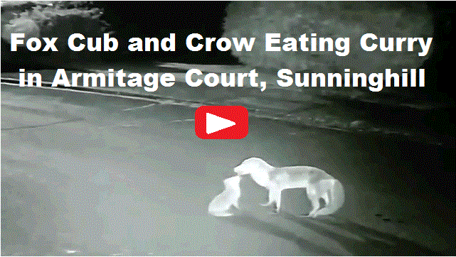 Fox Cub and Crow Eating Curry in Armitage Court Sunninghill